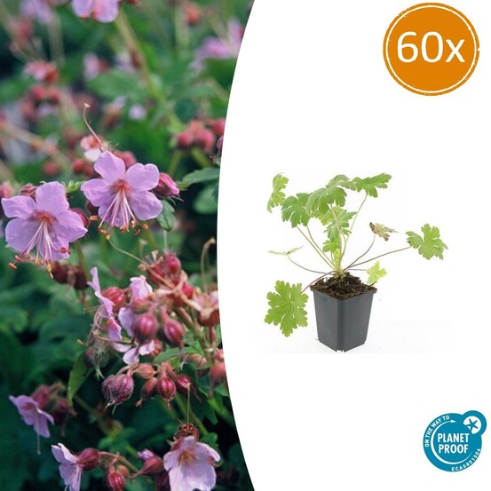 Géranium vivace 'ingwersen's variety' x60 – entre 3,75 et 5m2