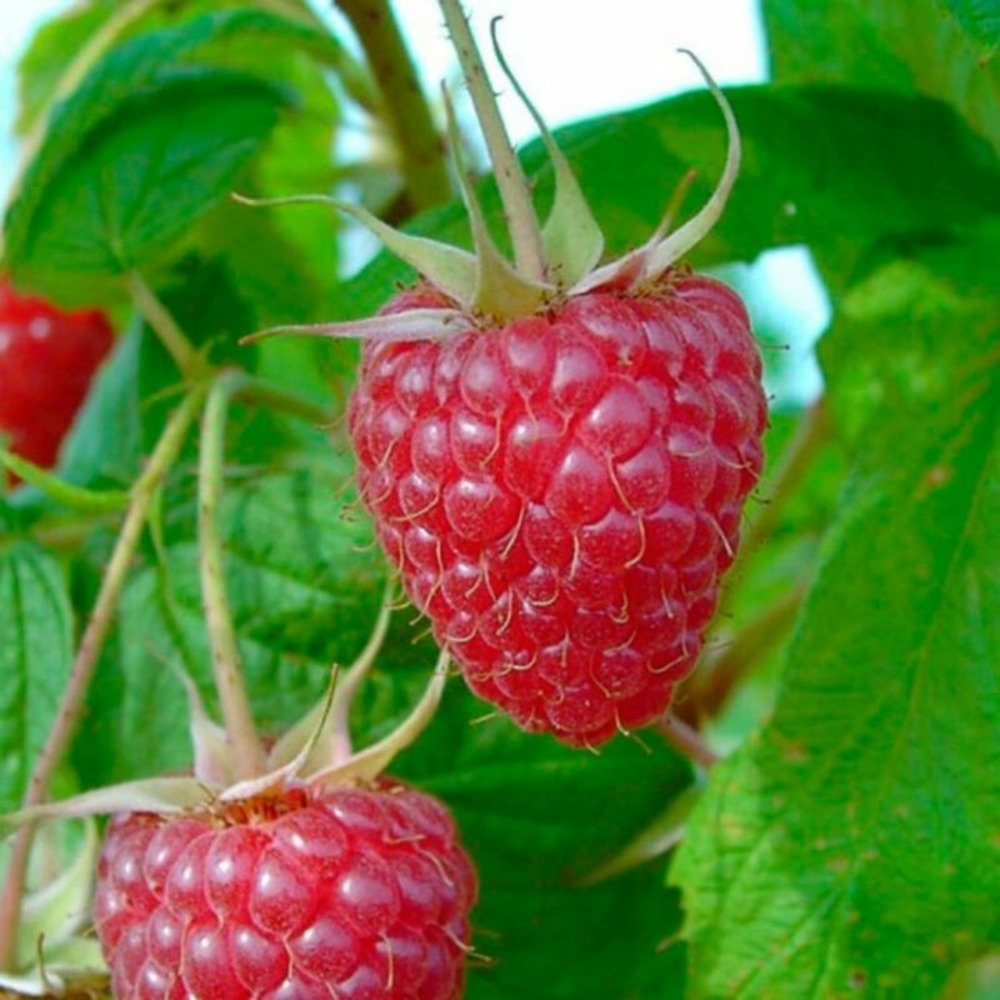 Framboisier zefa herbsternte 50/60cm pot 2l - rubus idaeus