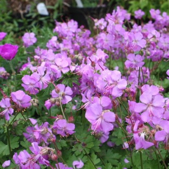 6 x géranium vivace 'cambridge' - geranium cantabrigiense 'cambridge' - godet 9cm x 9cm