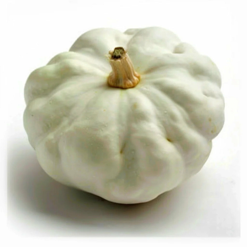 15 graines de pâtisson blanc - semisauvage permaculture