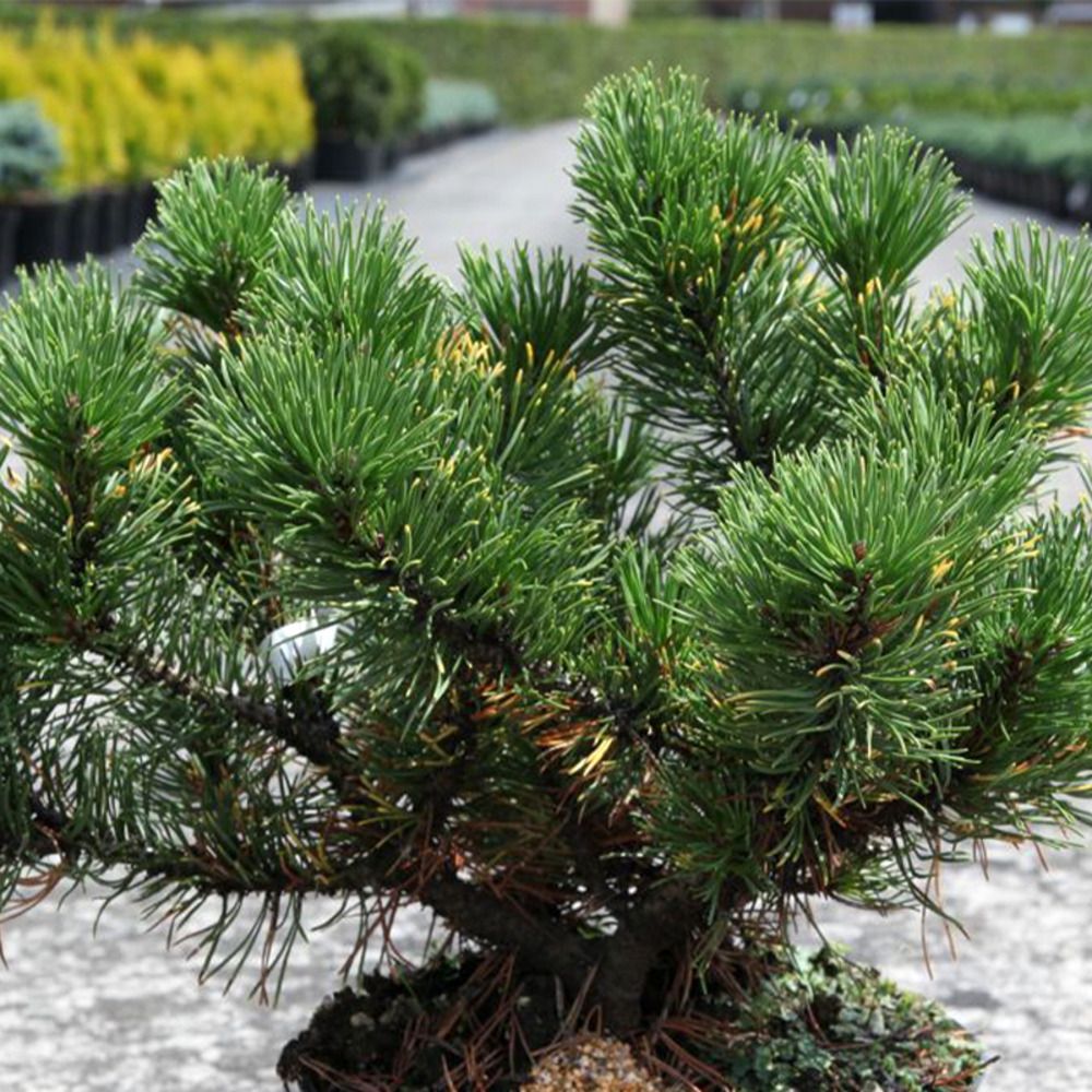 Pin de montagne 'carsten's wintergold' pot de 2l/3l