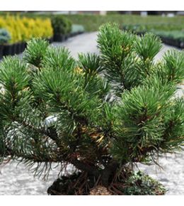 Pin de montagne 'carsten's wintergold' pot de 2l/3l