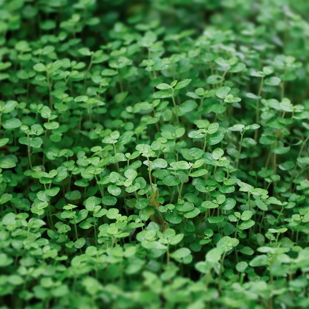 Menthe de corse - le pot / ø 9cm, vendu par lot de 4