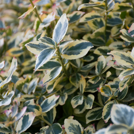 Chalef gilt edge - elaeagnus ebbingei gilt edge 40cm en pot