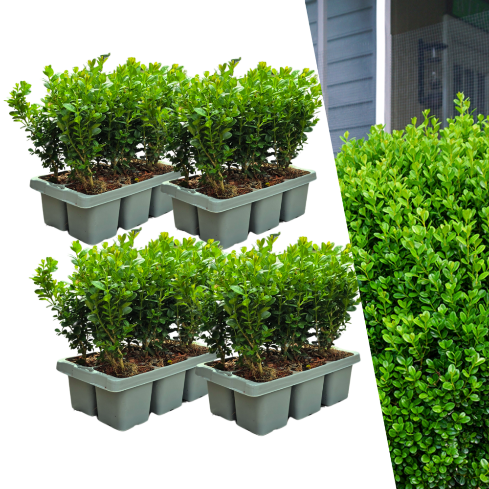 Lot de 4 - pack de 6 buxus newgen freedom - arbustes persistants résistants au froid - buis compact - h15 cm