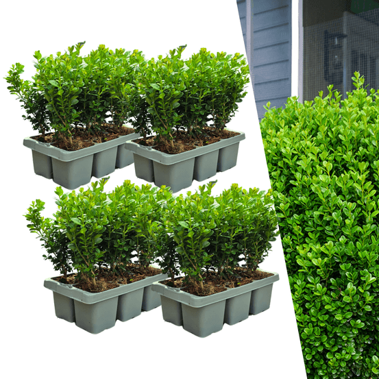 Lot de 4 - pack de 6 buxus newgen freedom - arbustes persistants résistants au froid - buis compact - h15 cm