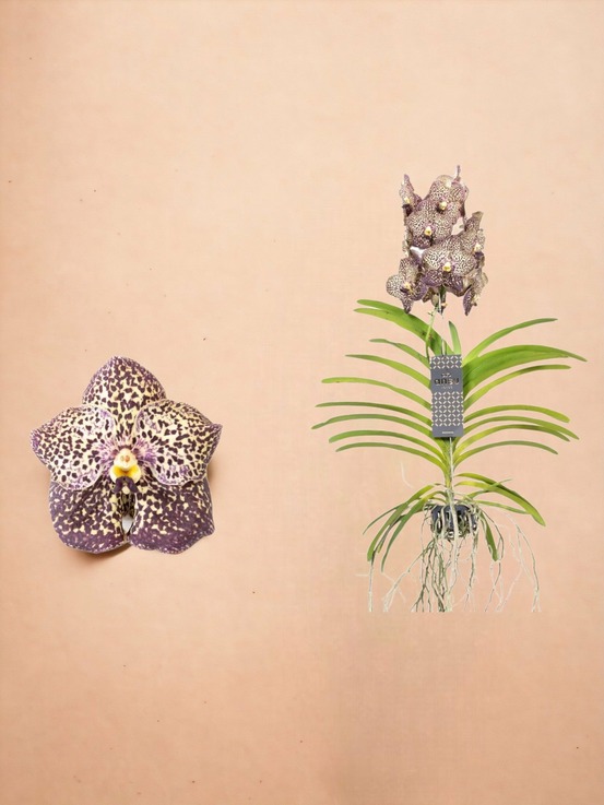 Vanda ocelot mocha