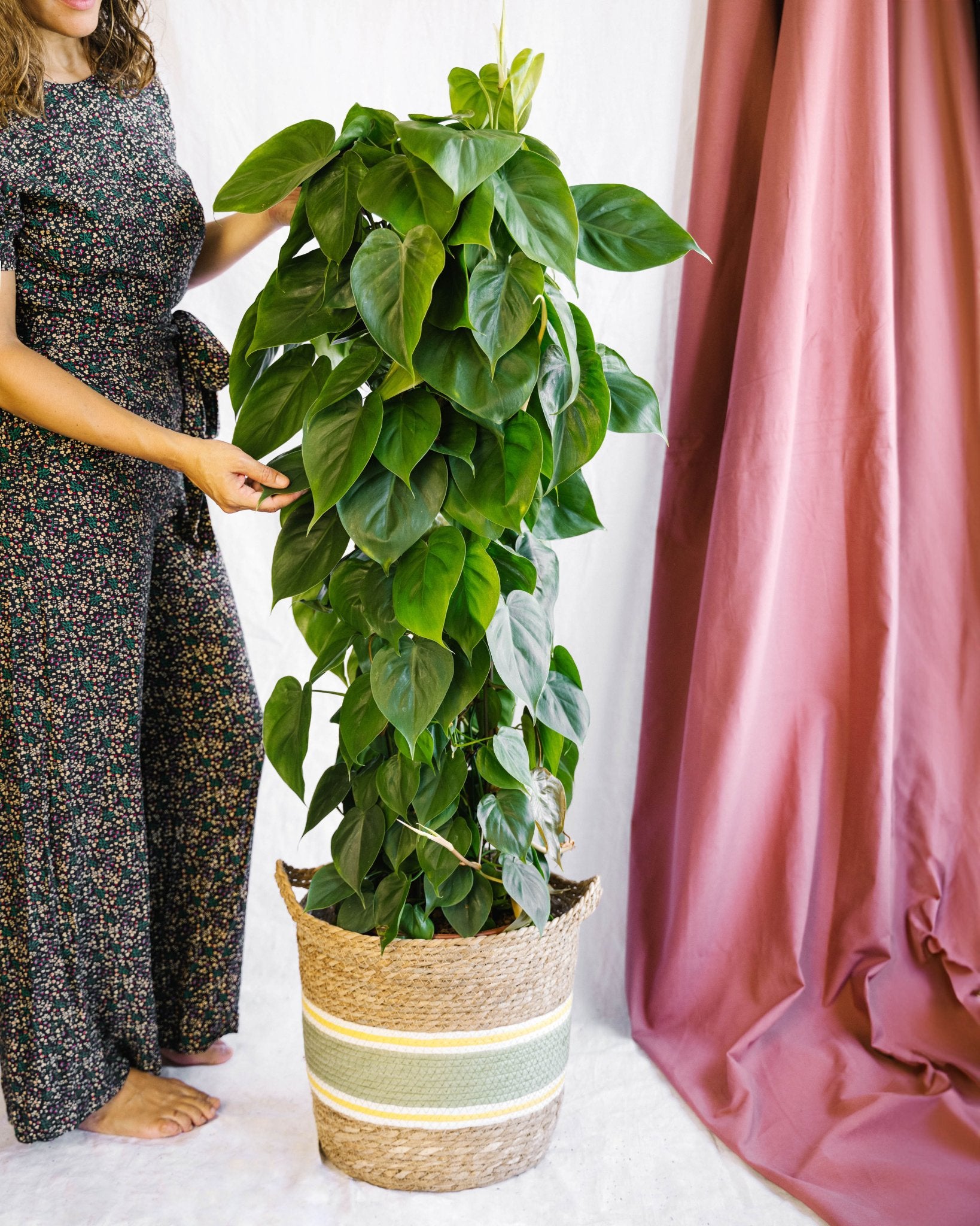 Chamaedorea Elegans Plante dépolluante d'intérieur non toxique – La Green  Touch