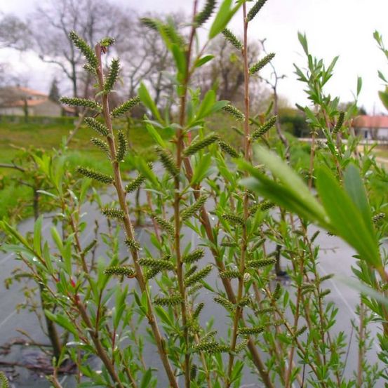 Saule pourpre (salix purpurea)