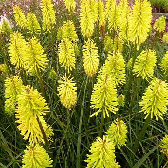 Tritoma 'dorset sentry' godet de 8/9 cm