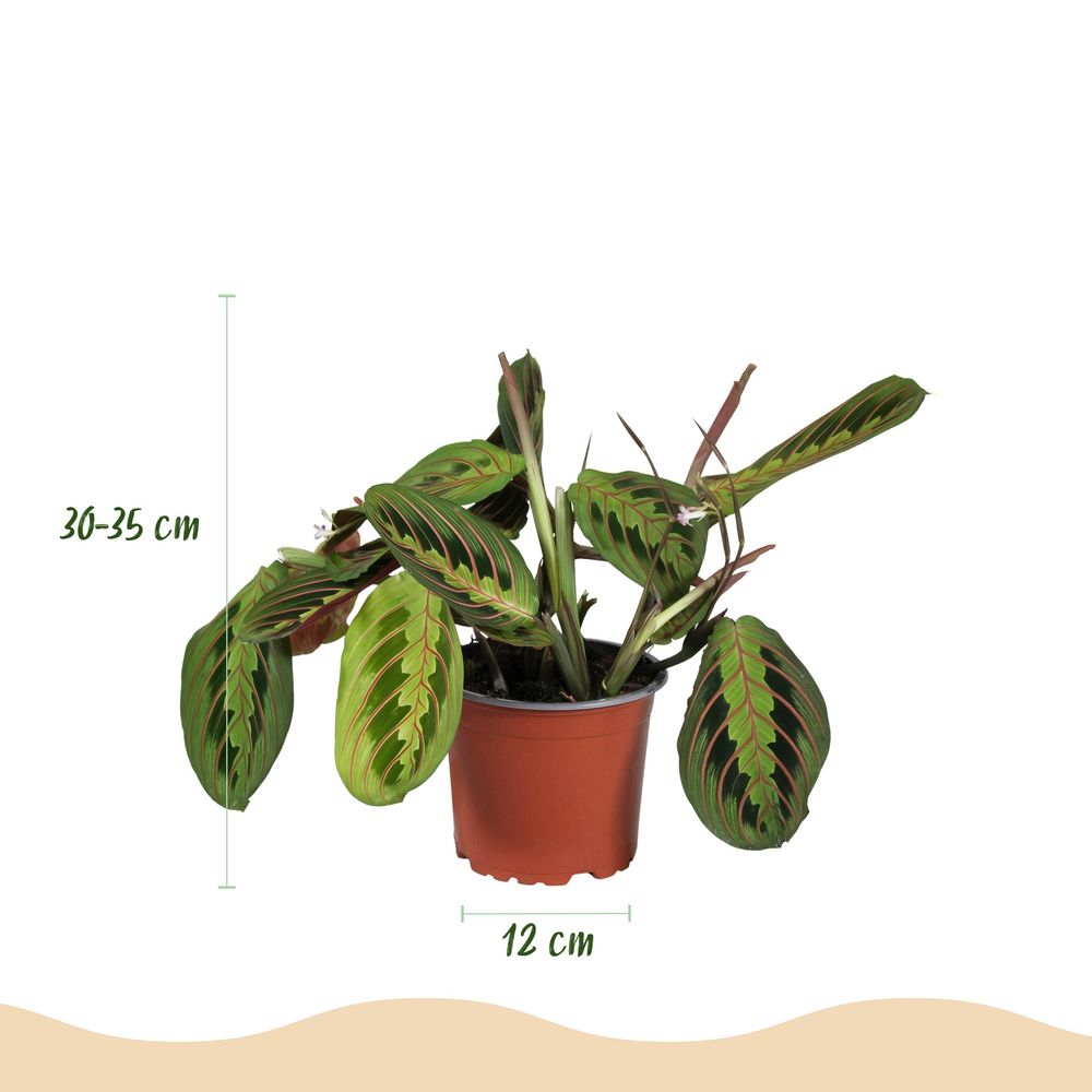 Maranta fascinator tricolour - pet-friendly - pot de 12cm - hauteur 25cm