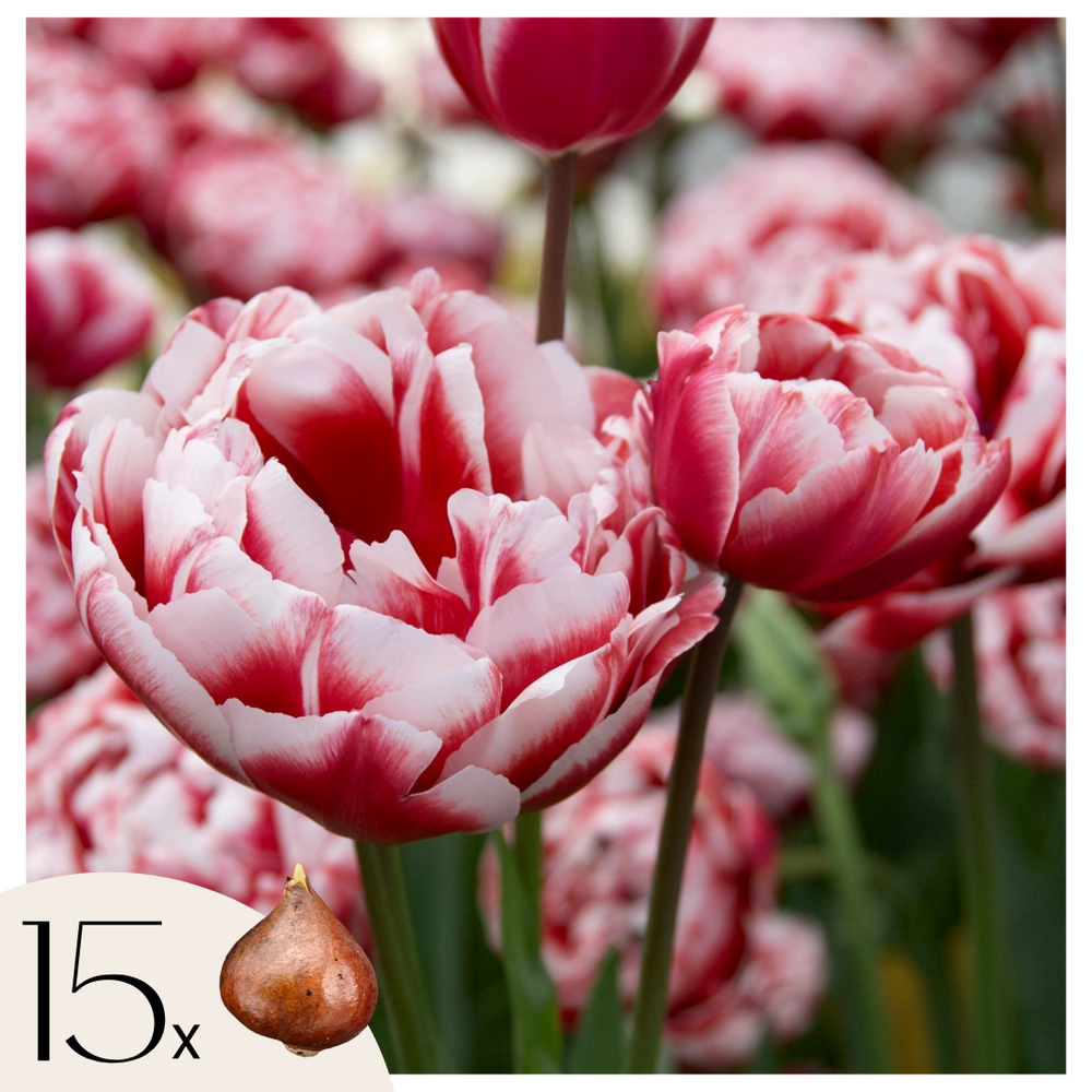 Tulipe - set de 15 - tulipa 'drumline' - bulbes à fleurs - rose