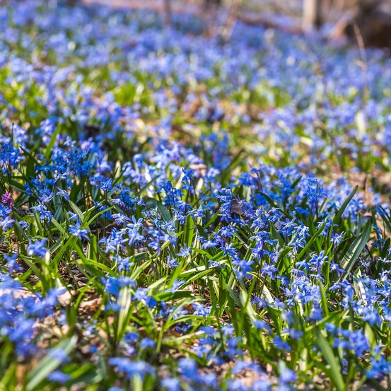 Scille de sibérie - scilla - le sachet de 20 bulbes / circonférence 6-7cm