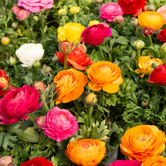 Renoncules en mélange - le sachet de 10 bulbes / circonférence 4-5cm, vendu par lot de 4