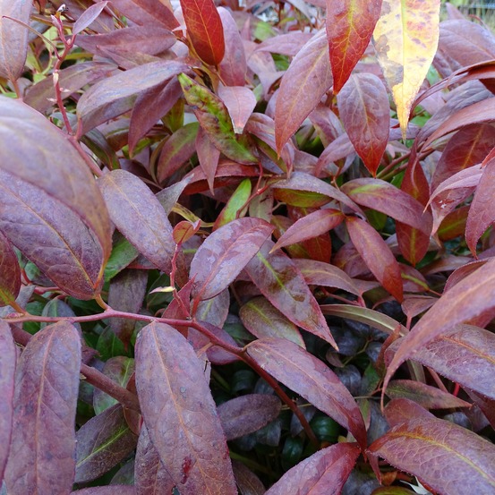 Leucothoe walteri 'royal ruby' pot de 2l/3l
