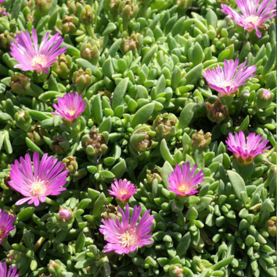Delosperma ashtonii, pourpier vivace lot de 3 godets