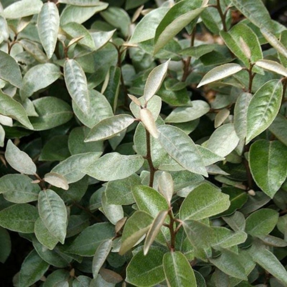 Chalef compact - elaeagnus ebbingei compacta 80cm en pot