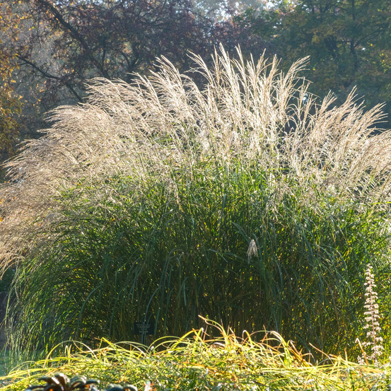 Lot de 3 - miscanthus sinensis - roseau fleuri - graminée ornementale - h. 10-20 cm - p. 9x9 cm