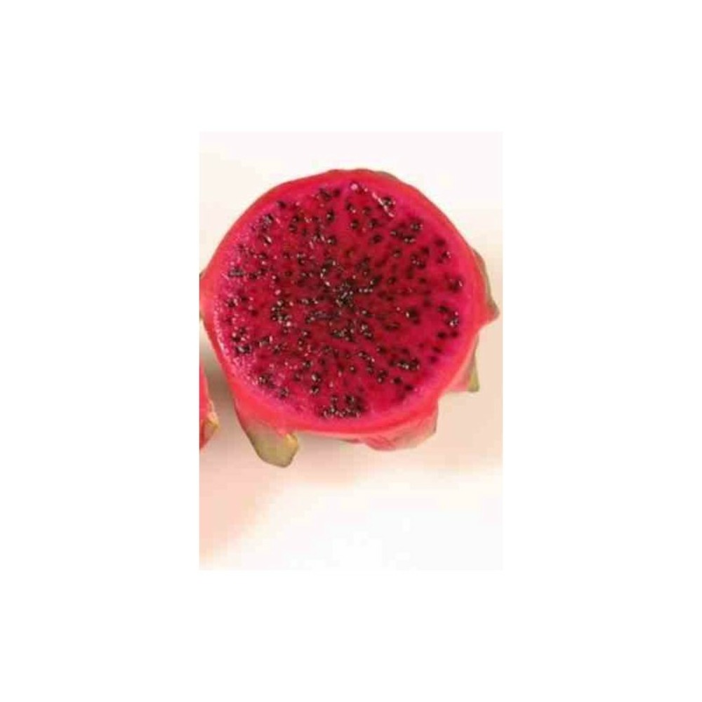 Pitaya : hylocereus costa rica (pitaya ou fruit du dragon)- pot de 4 litres ? 40/60 cm
