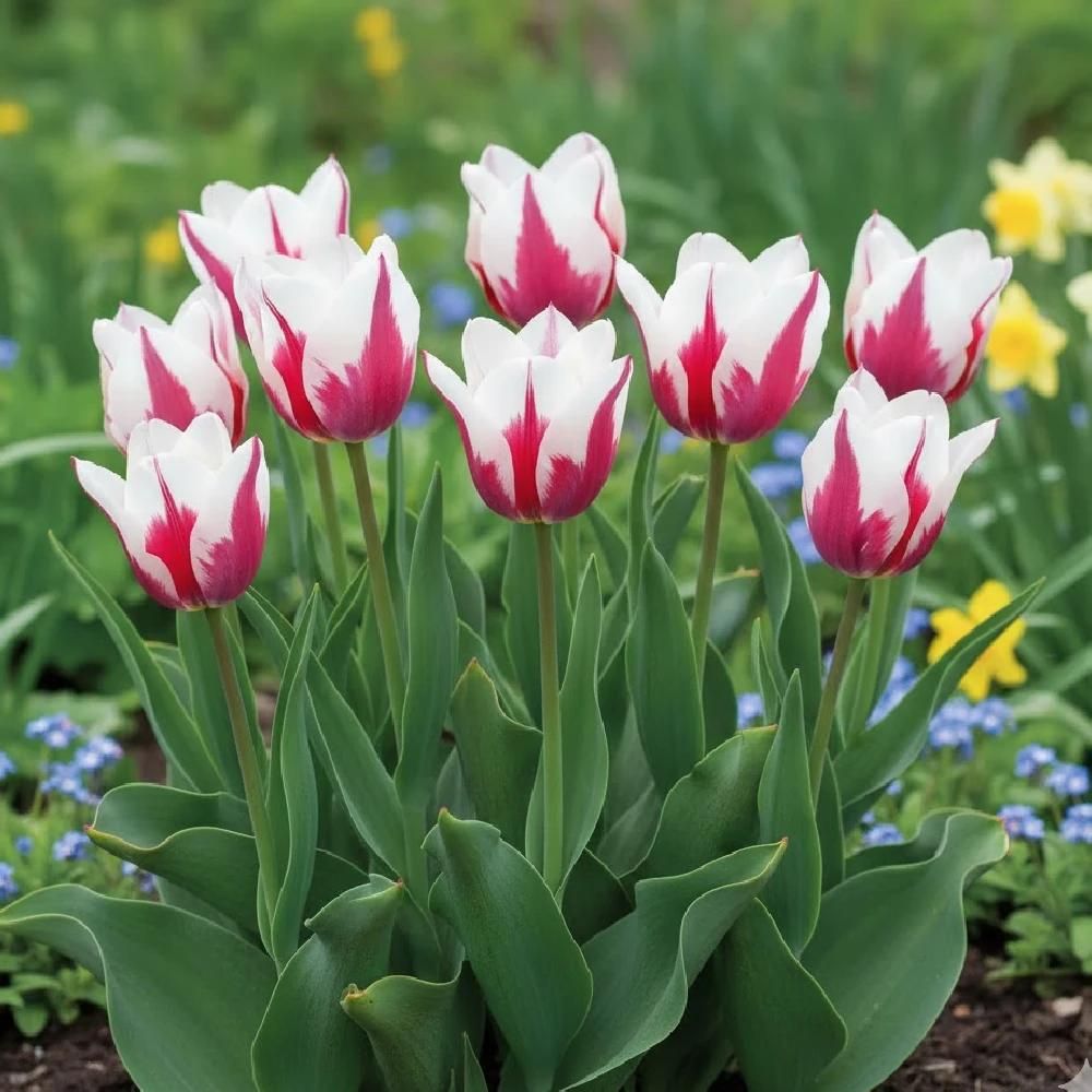 Bulbe de tulipe fleur de lis marylin sachet de 8 bulbes