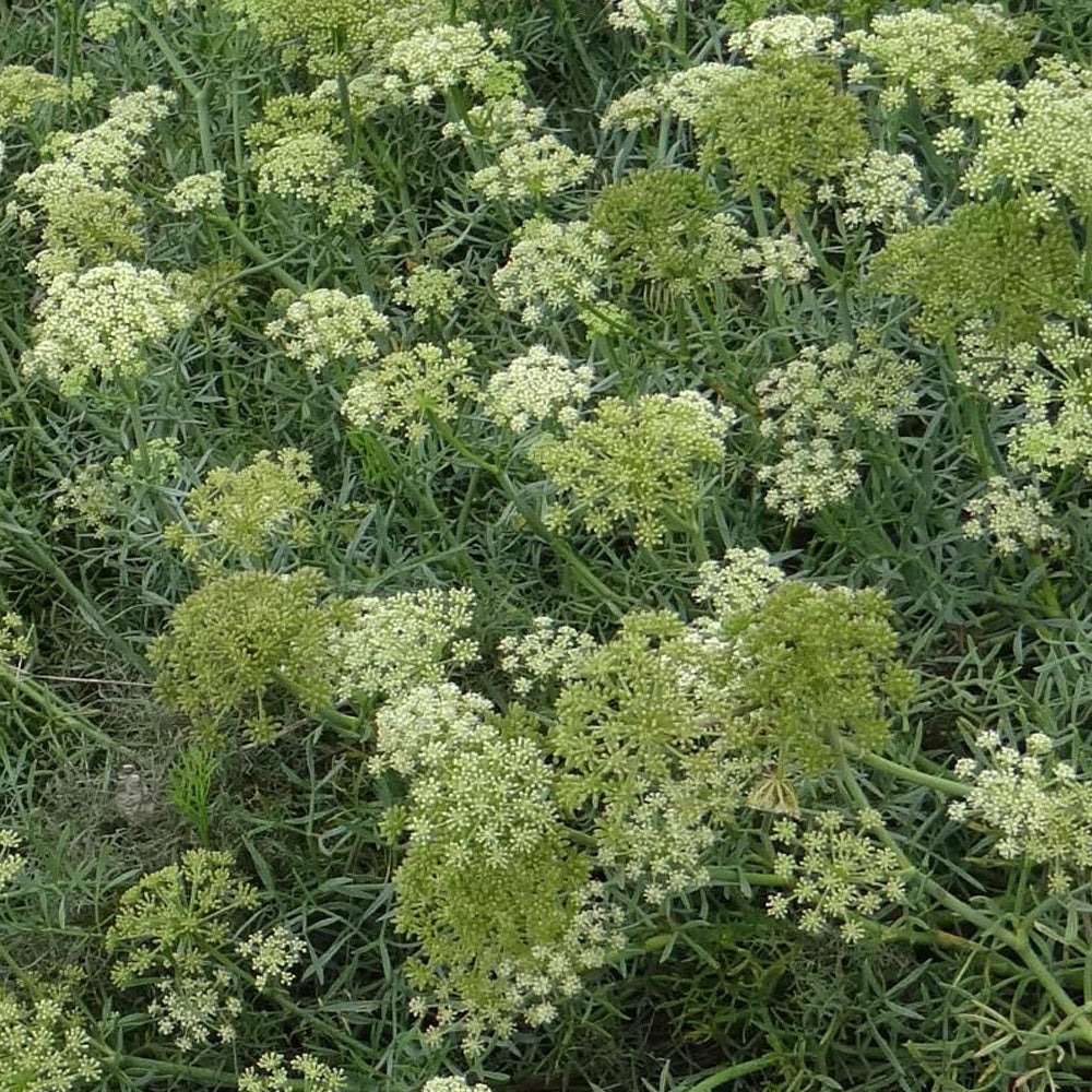 Crithmum maritimum - le pot / 8cm