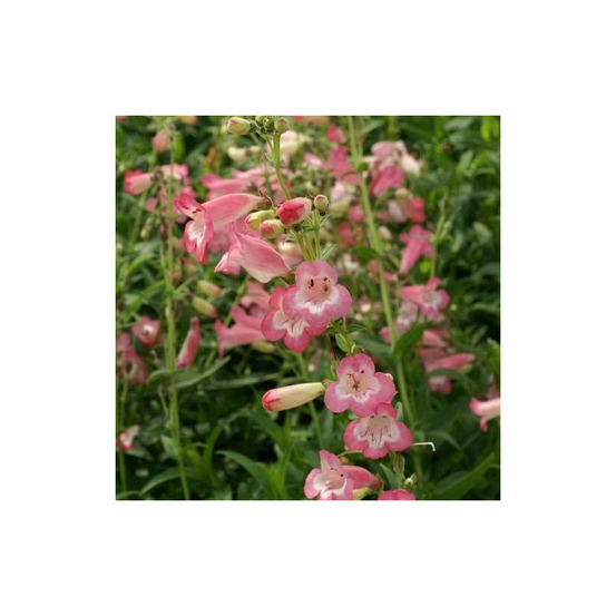 Penstemon kilimanjaro lot de 9 godets