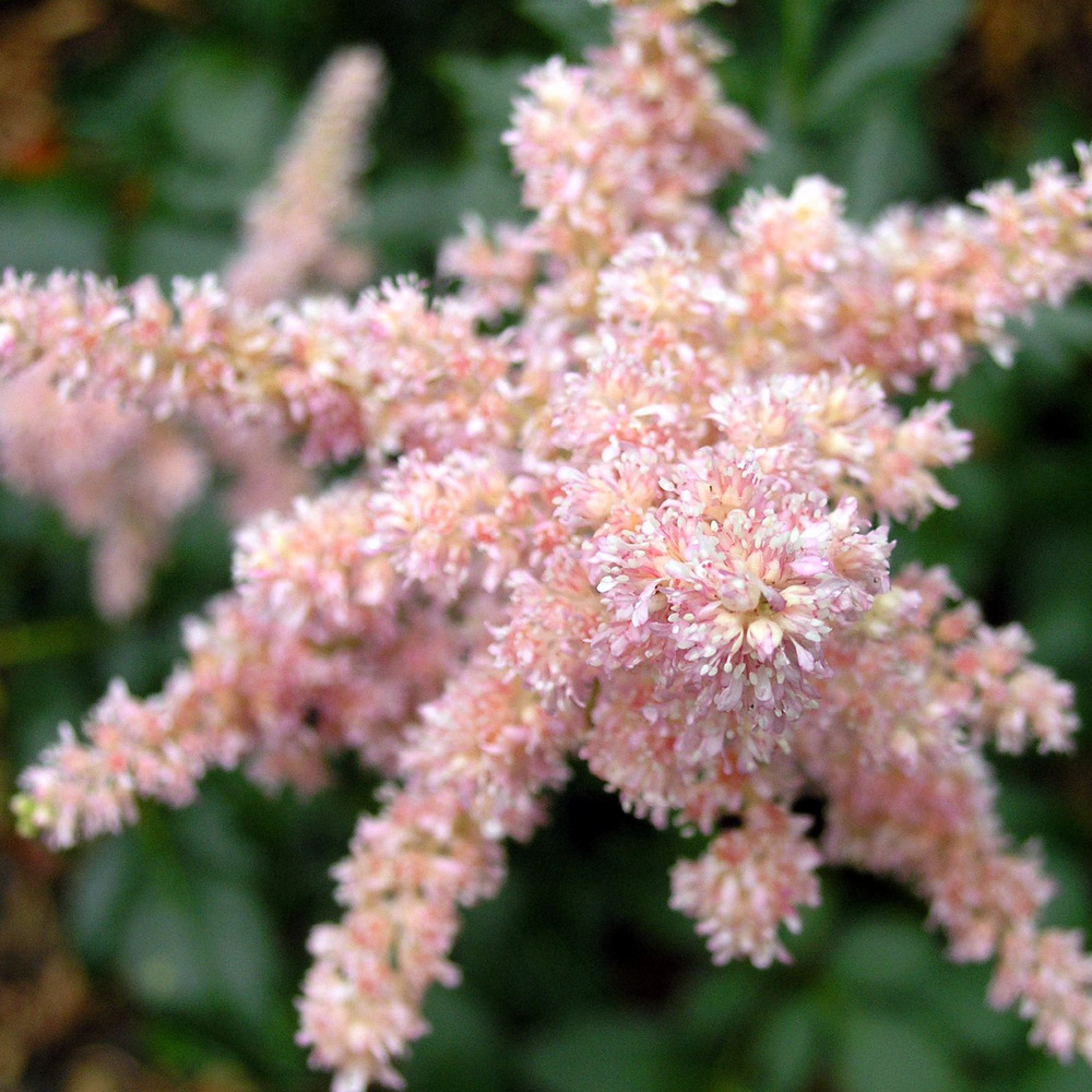 Astilbe d'arends 'bressingham beauty' godet de 8/9 cm