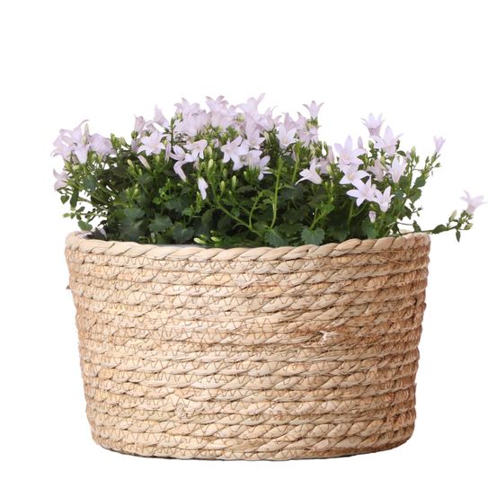 Campanule (campanula) 'addenda'