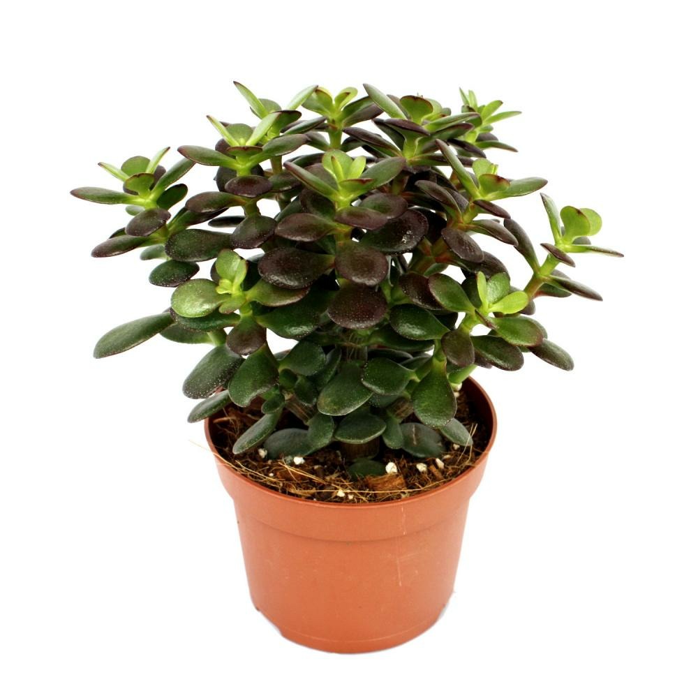 Crassula portulacea minor - pfennig - grande plante en 12cm