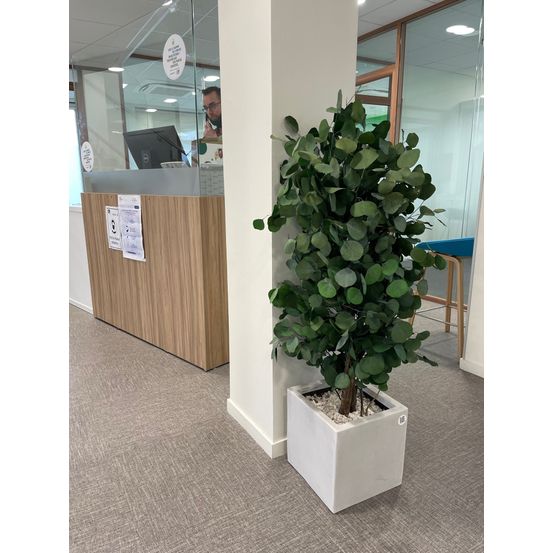 Plante stabilisée riz