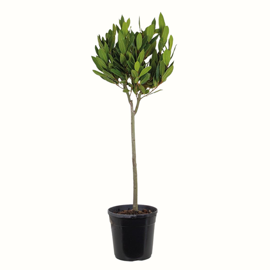 Laurier sauce - laurus nobilis - 90cm