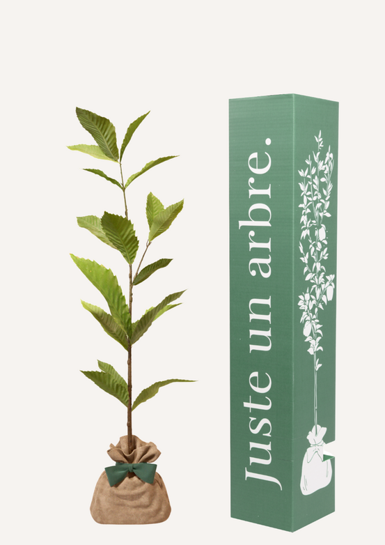 Châtaignier | offrez un arbre pour célébrer les grands moments de vie (naissance, mariage). Un cadeau unique.