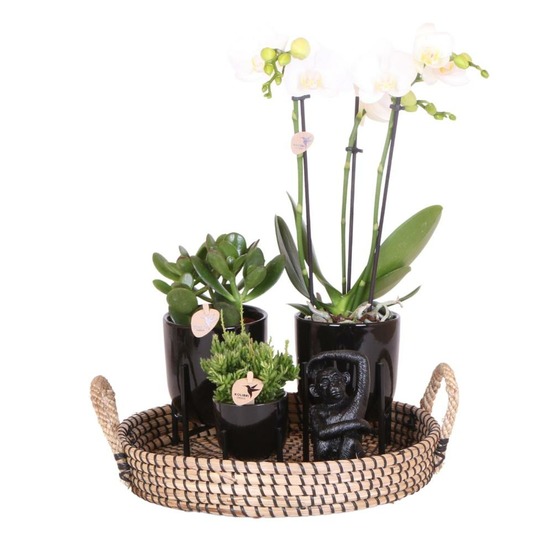 Coffret home hub | orchidée phalaenopsis et plantes succulentes