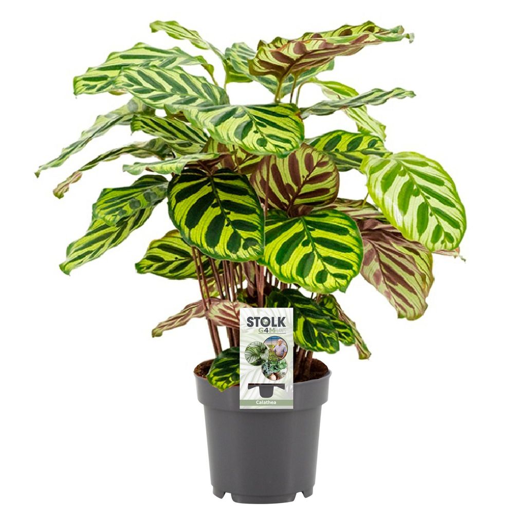 Calathea makoyana - pot de 14cm - hauteur 45cm - plantes d'intérieur