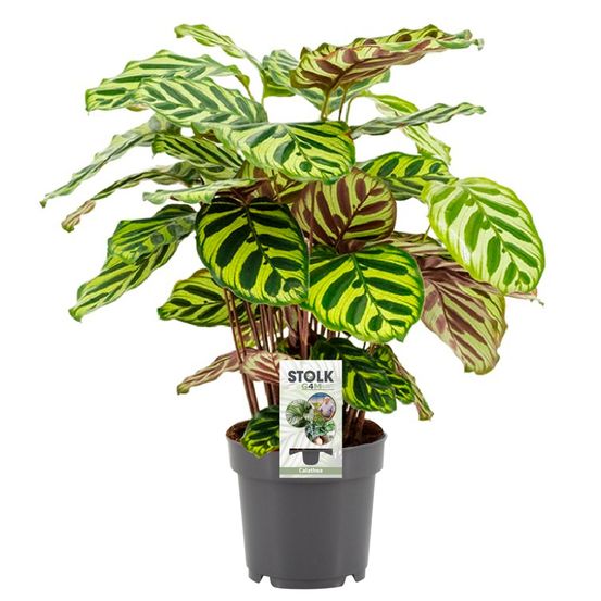 Calathea makoyana - pot de 14cm - hauteur 45cm - plantes d'intérieur