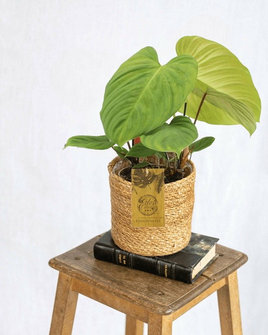 Philodendron fuzzy petiole 50cm - plante d'intérieur