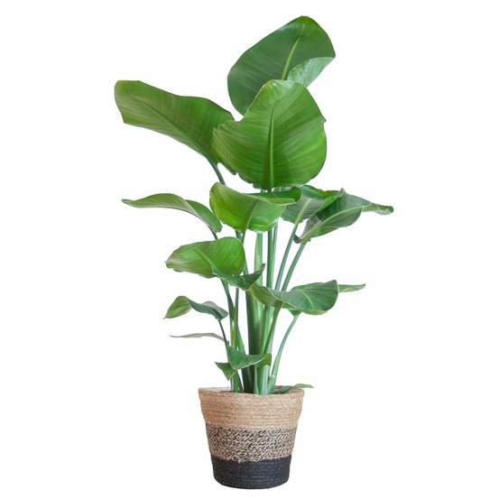 Strelitzia nicolai et son pot panier multicolor - hauteur 80cm