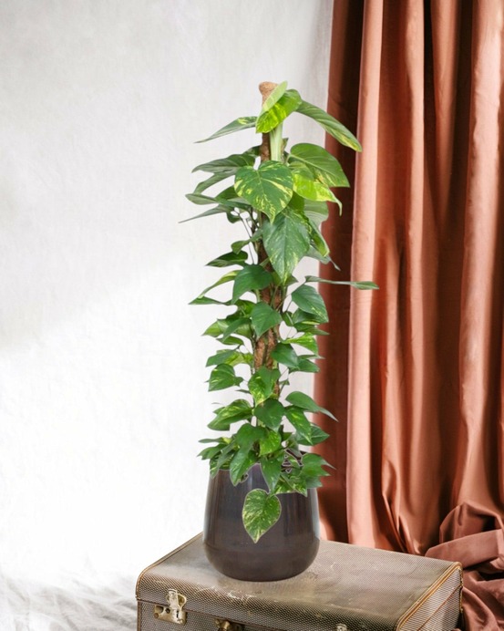 Epipremnum aureum pothos 150cm - plante d'intérieur
