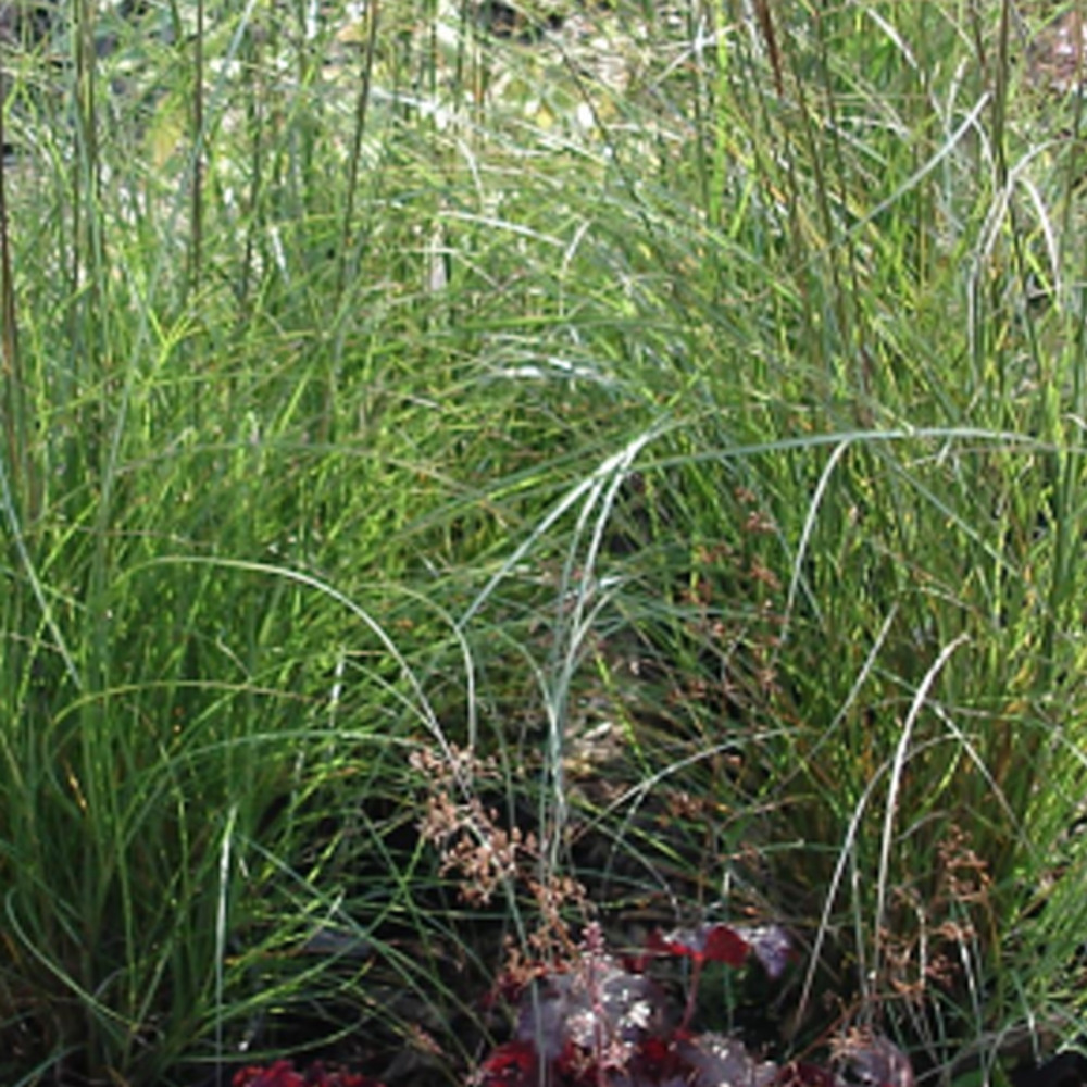 6 x eulalie 'kleine silberspinne' - miscanthus sinensis 'kleine silberspinne'  - godet 9cm x 9cm