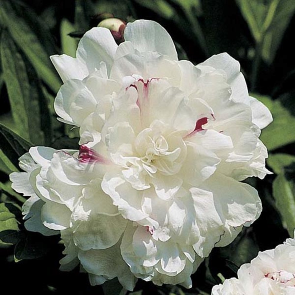 Pivoine de chine 'festiva maxima' pot de 3l/4l