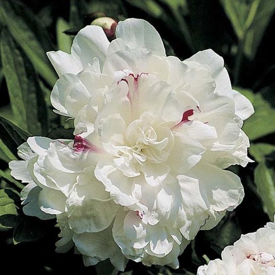 Pivoine de chine 'festiva maxima' pot de 3l/4l