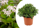 Crassula ovata 'minor' m - plante d'intérieur - succulente - ⌀ 17cm - h30-35cm