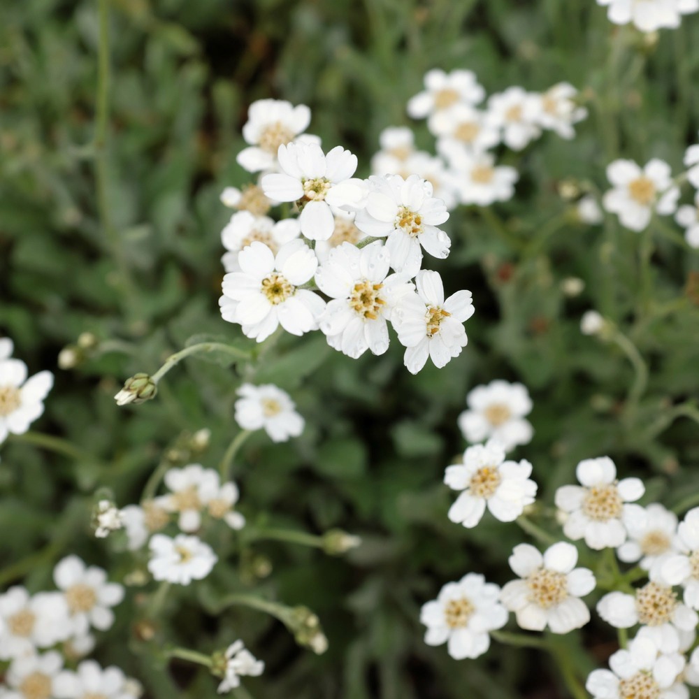 Achillée en ombelle - le pot