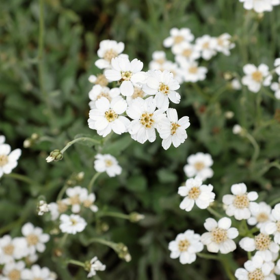 Achillée en ombelle - le pot