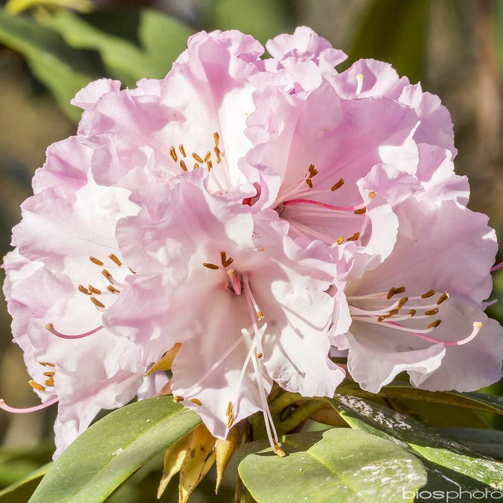 Rhododendron x 'christmas cheer':conteneur 4l