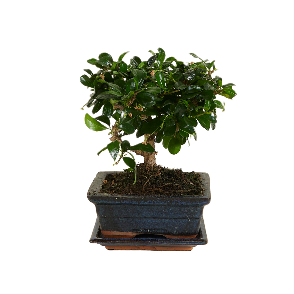Bonsai carmona - forme sphère - bonsaï - plantes d'intérieur - hauteur 20-30 cm - 15 cm de large