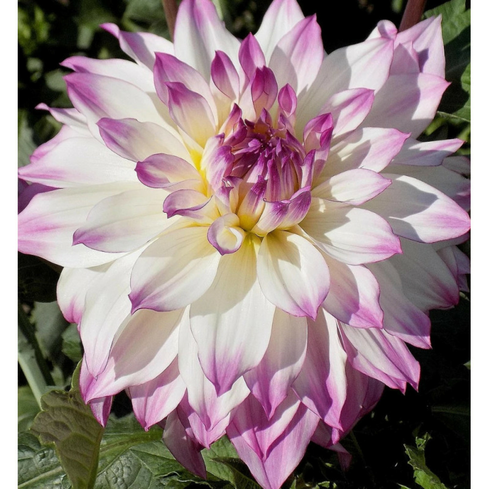 Bulbe de dahlia cactus nain mon amour sachet de 1 bulbe