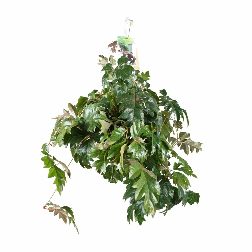 Cissus rhombifolia ellen danica - h70 cm - ø17 cm