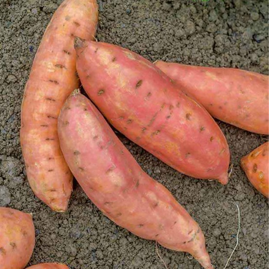 3 plants de patate douce - les 3 plants / ø 13cm