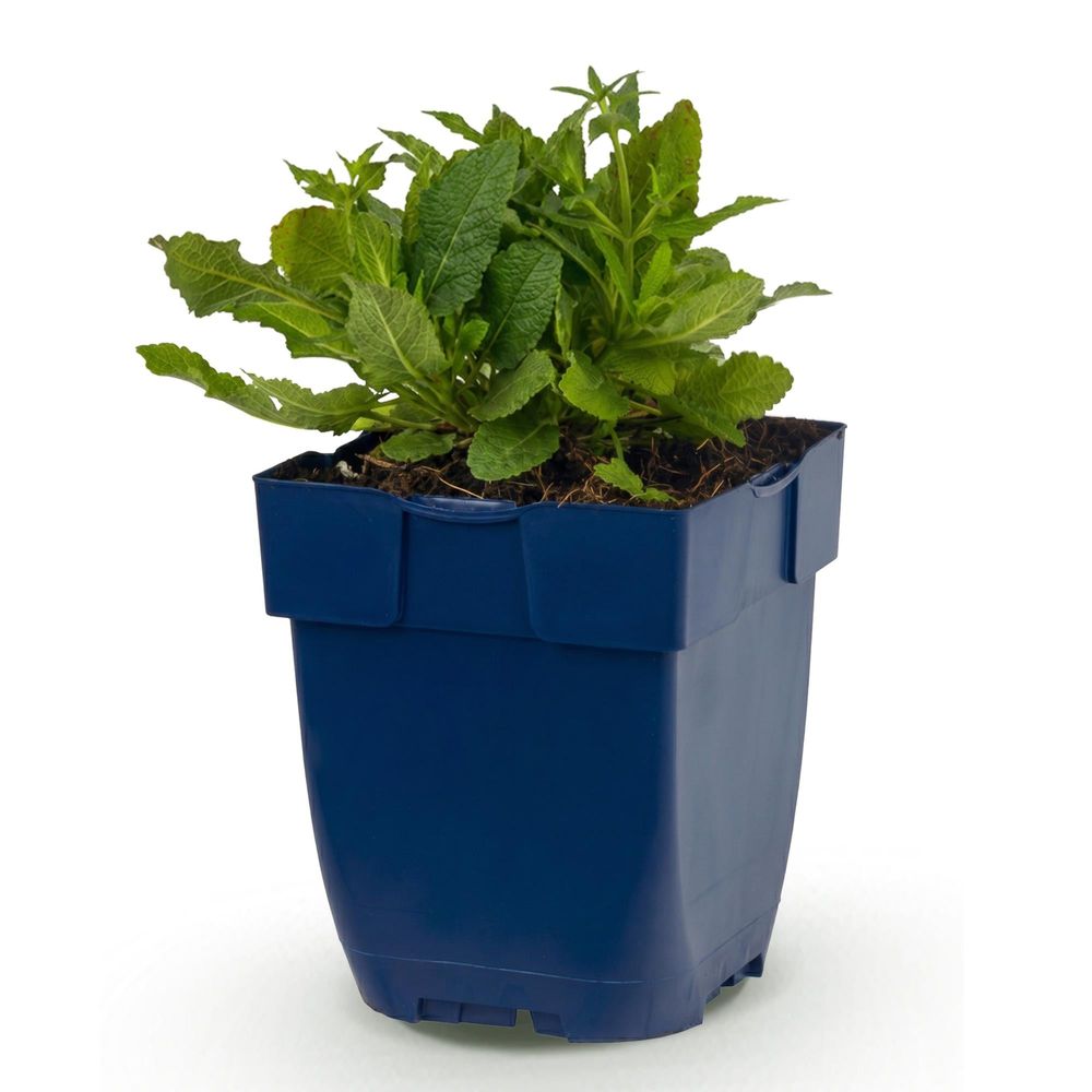 Sauge ornementale 'schneehügel' - pot 11 cm - hauteur 25 cm - plante d'extérieur